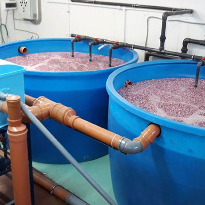 Trout recirculating aquaculture farm, Ivanovo region